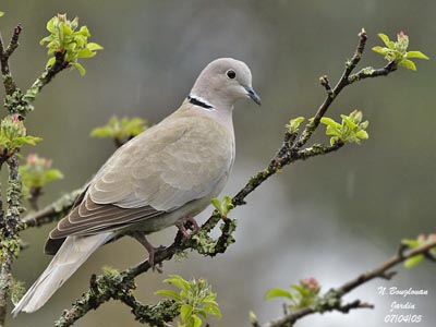 Dove